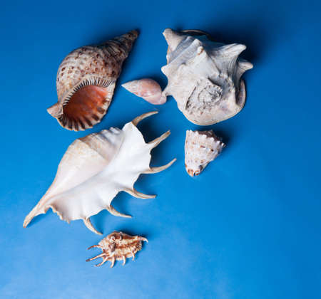 Six seashells isolated on blue background