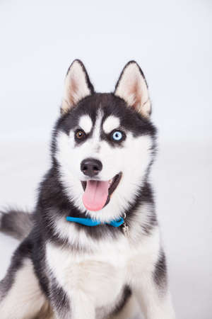 Husky puppy dog in studioの写真素材