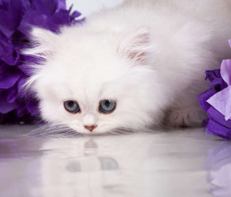 British shorthair kitten portrait. isolated on whiteの写真素材