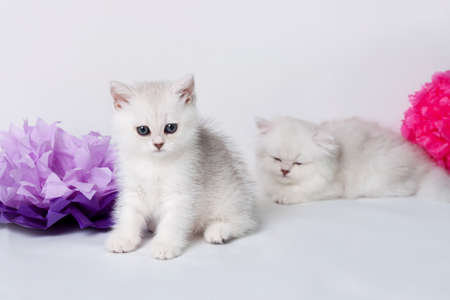 British shorthair kittens portrait. isolated on whiteの写真素材