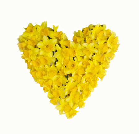 A heart of daffodils isolated on white backgroundの写真素材