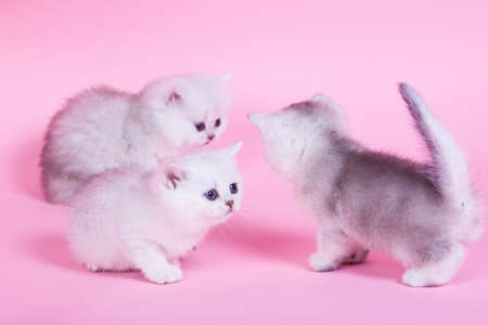 Three little kitten portrait in studioの写真素材