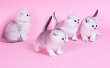 Four little kitten portrait in studioの写真素材