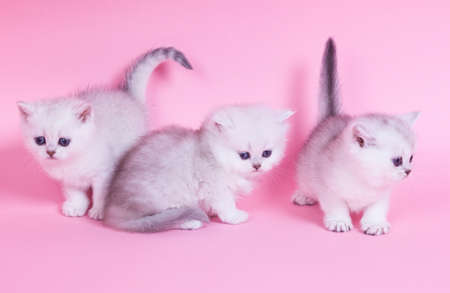 Three little kitten portrait in studioの写真素材