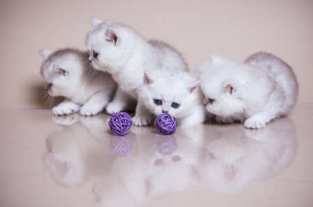 Four little kitten portrait in studioの写真素材