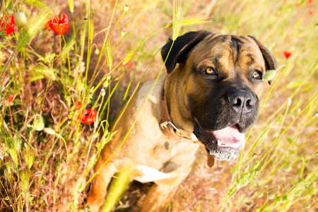 Cane corso dog sitting on the meadowの写真素材