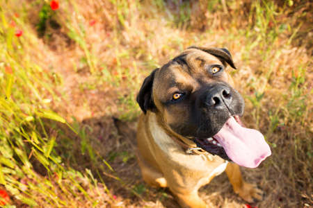 Cane corso dog sitting on the meadowの写真素材
