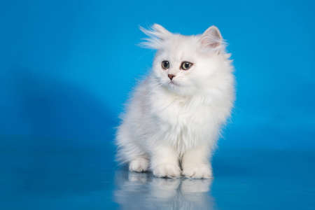 Pussy of british cat in studioの写真素材