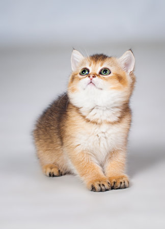 Little kitten photo in studio on white backgroundの写真素材