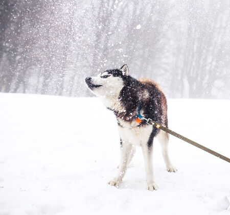 Husky dog walking in winter forestの写真素材