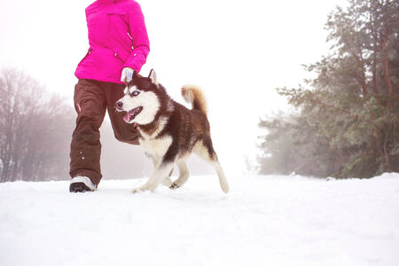 Beautiful girl walking with husky dogの写真素材