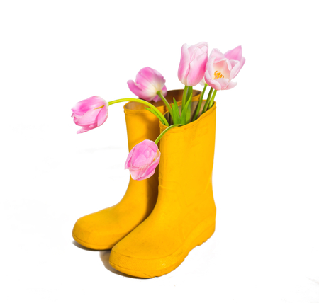 Tulip flowers in rubber bootsの写真素材