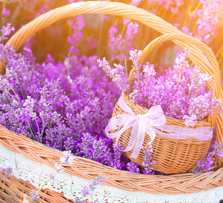 Lavender flowers in basketryの写真素材