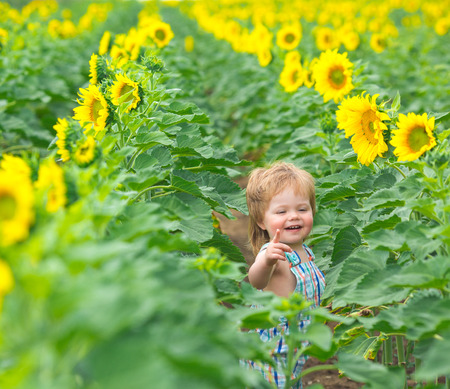 Little boy playing on the sunflower fieldの写真素材