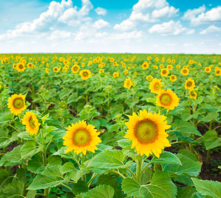 Sunflower fieldの写真素材