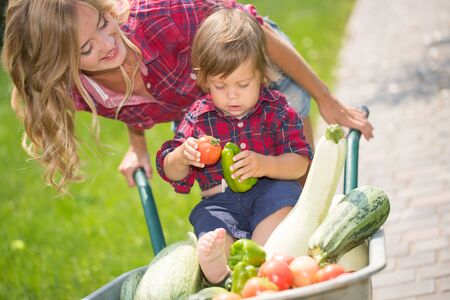 mom and son with vegetables harvest in garden. little boy sitting in the wheelbarrowの写真素材