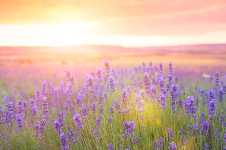 Sunset over a violet lavender field in Bulgariaの写真素材