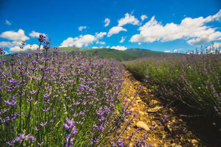 Meadow of lavender in central Bulgaria, Kazanlakの写真素材