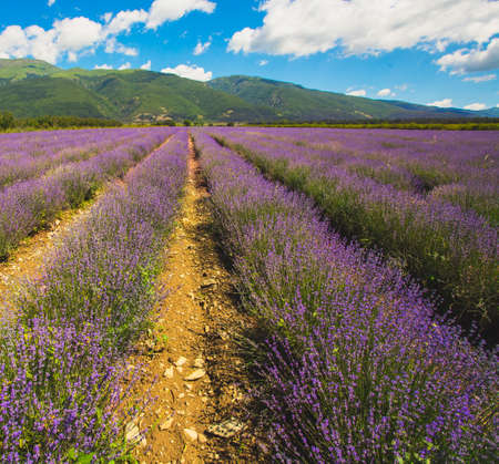 Meadow of lavender in central Bulgaria, Kazanlakの写真素材