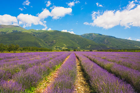 Meadow of lavender in central Bulgaria, Kazanlakの写真素材