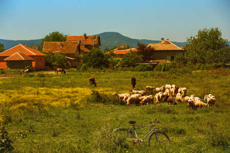 Cows grazing on the meadow with bulgarian village on backgroundの写真素材