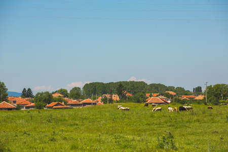Cows grazing on the meadow with bulgarian village on backgroundの写真素材