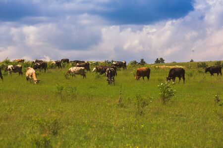 Cows grazing on a green lush meadow in Bulgariaの写真素材