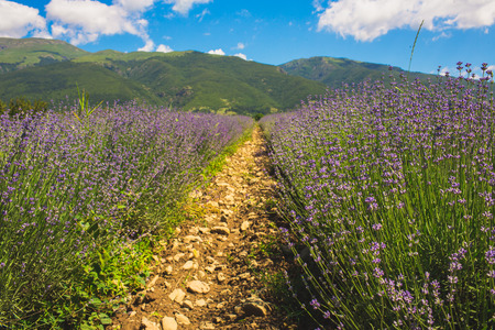 Meadow of lavender in central Bulgaria, Kazanlakの写真素材