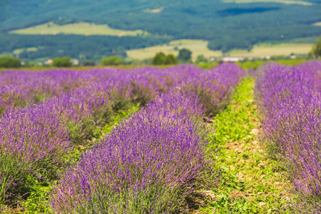 Meadow of lavender in central Bulgaria, Kazanlakの写真素材