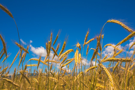 Gold wheat field and blue sky on backgroundの写真素材