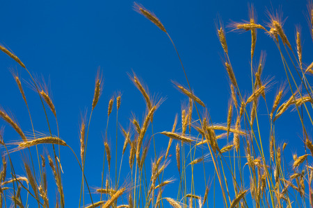 Gold wheat field and blue sky on backgroundの写真素材