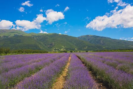 Meadow of lavender in central Bulgaria, Kazanlakの写真素材