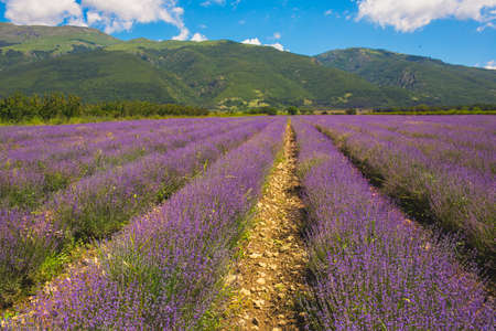 Meadow of lavender in central Bulgaria, Kazanlakの写真素材