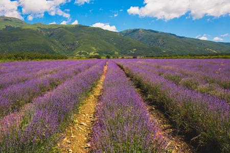 Meadow of lavender in central Bulgaria, Kazanlakの写真素材