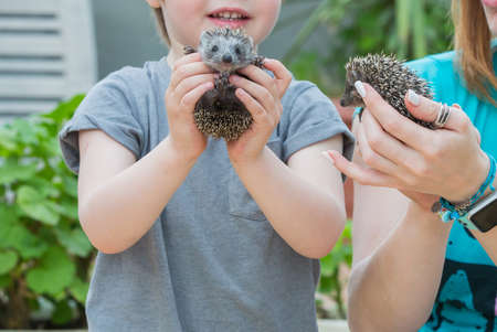 Young woman with son playing with hedgehog babyの写真素材