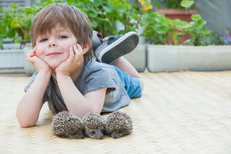 Little boy playing with hedgehogの写真素材