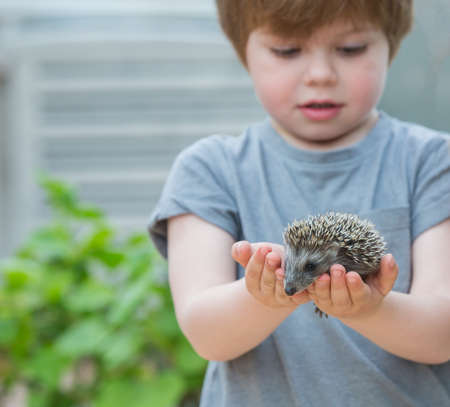 Little boy playing with hedgehogの写真素材