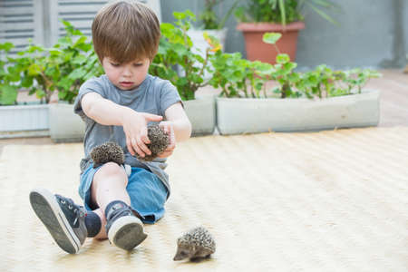 Little boy playing with hedgehogの写真素材