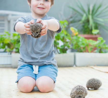 Little boy playing with hedgehogの写真素材