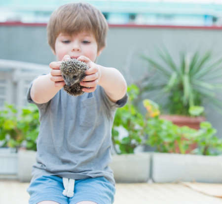 Little boy playing with hedgehogの写真素材