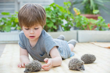 Little boy playing with hedgehogの写真素材