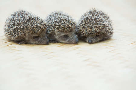 Three little Hedgehog portraitの写真素材