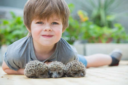 Little boy playing with hedgehogの写真素材