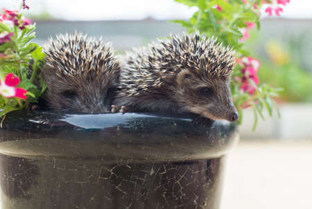 Two Hedgehog in pot flowersの写真素材
