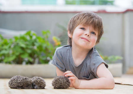 Little boy playing with hedgehogの写真素材