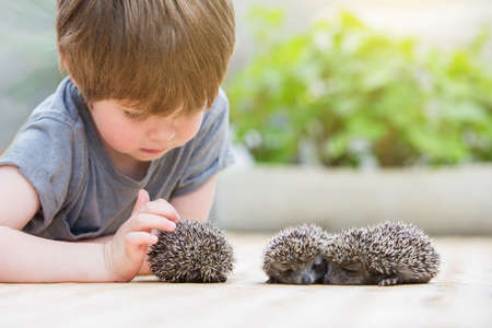 Little boy playing with hedgehogの写真素材