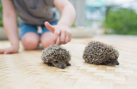 Little boy playing with hedgehogの写真素材