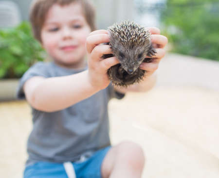 Little boy playing with hedgehogの写真素材