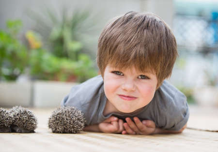 Little boy playing with hedgehogの写真素材