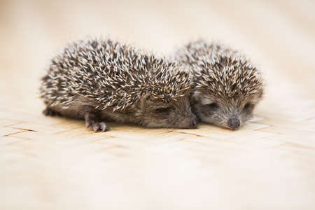 Three little Hedgehog portraitの写真素材